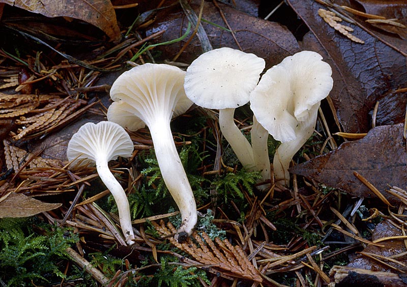 Hygrocybe virginea